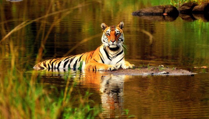 Experience a Thrilling Tiger Safari at Madhya Pradesh